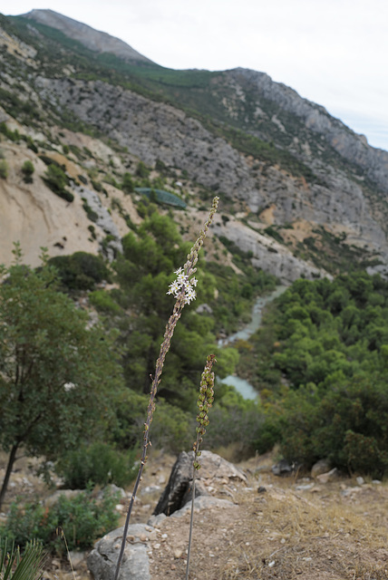 Urginea maritima, Caminito del Rey