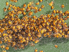 Spiderlings (not at all scary)!