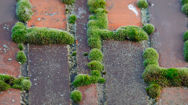 Mousse labyrinthique