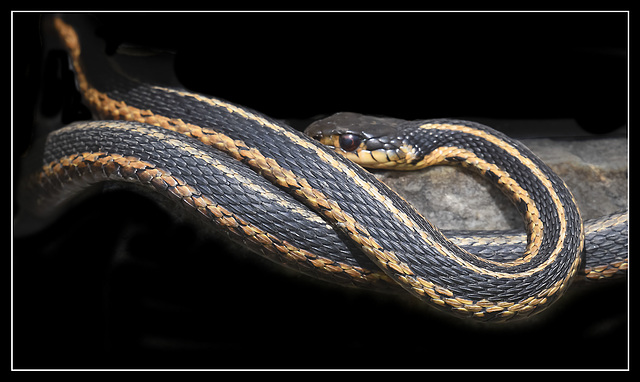 Wild Eastern Garter.