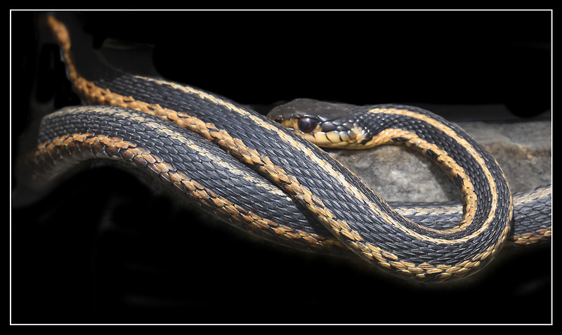 Wild Eastern Garter.