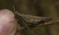 IMG 2603 Grasshopper