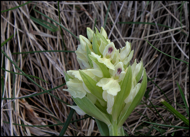 Orchis sureau - Dactylorhiza sambucina