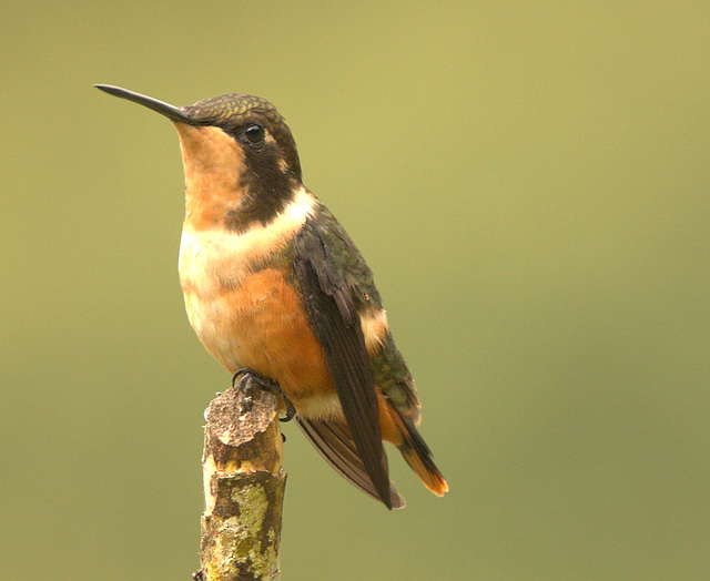 IMG 9706hummingbird