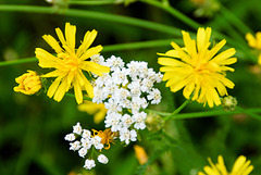 Field and meadow flowers