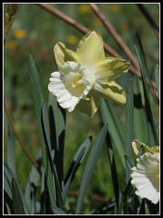 Narcisses hybrides  (4)