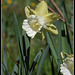 Narcisses hybrides  (4)