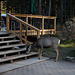 Mule Deer at Maligne Lake Visitor's Centre, HFF
