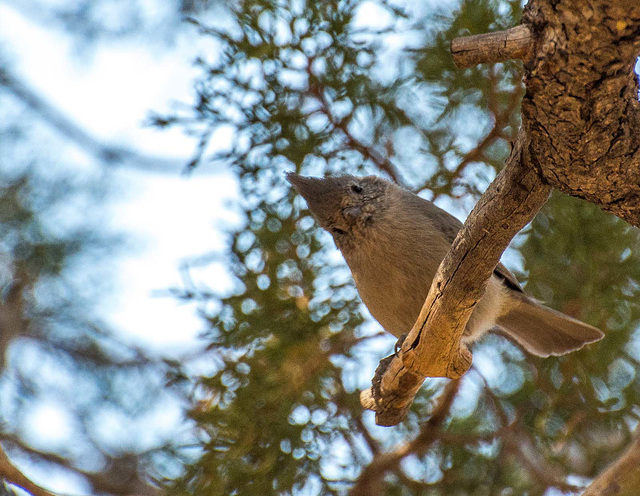 Songbird at the canyon.