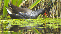 The Pond Moorhens