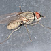 Fly IMG 8297