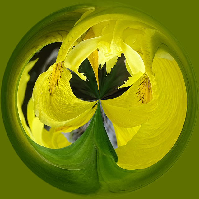 Polar co-ordinates of a yellow flag iris