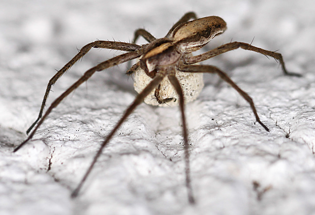 20100705 6272Mw [D~LIP] Listspinne (Pisaura mirabilis) [w] [Raubspinne], [Brautgeschenkspinne] , Eikokon, Bad Salzuflen