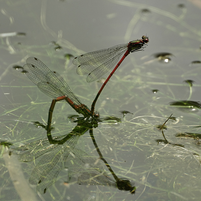 Pyrrhosoma nymphula