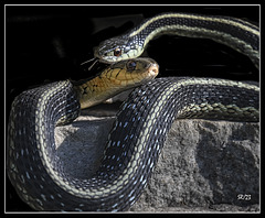 Wild Eastern Garter.