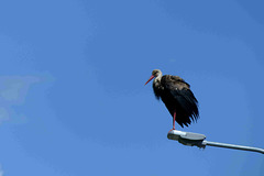 Vilamartín de Valdeorras - Stork