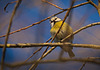 Der Blaumeise hat der schöne Tag auch gefallen :)) The blue tit also enjoyed the beautiful day :)) La mésange bleue a également profité de la belle journée :))