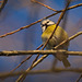 Der Blaumeise hat der schöne Tag auch gefallen :)) The blue tit also enjoyed the beautiful day :)) La mésange bleue a également profité de la belle journée :))