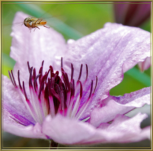 Clematis. ©UdoSm