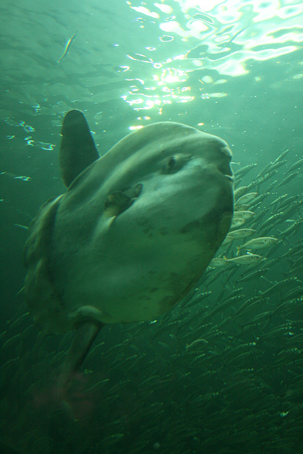 Mondfisch - sunfish