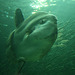 Mondfisch - sunfish