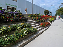 Blumenpracht auch vor der Blumenhalle Süd