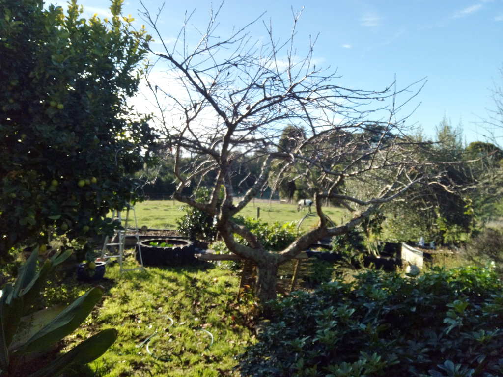 ornamental cherry tree: before