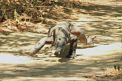 Being stalked by a Komodo dragon