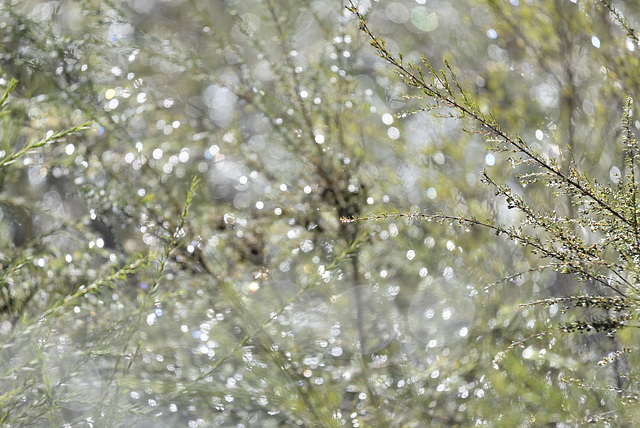 Sunlight on a Rainy Day