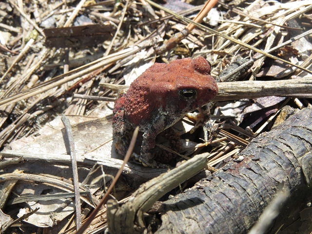 Southern toad