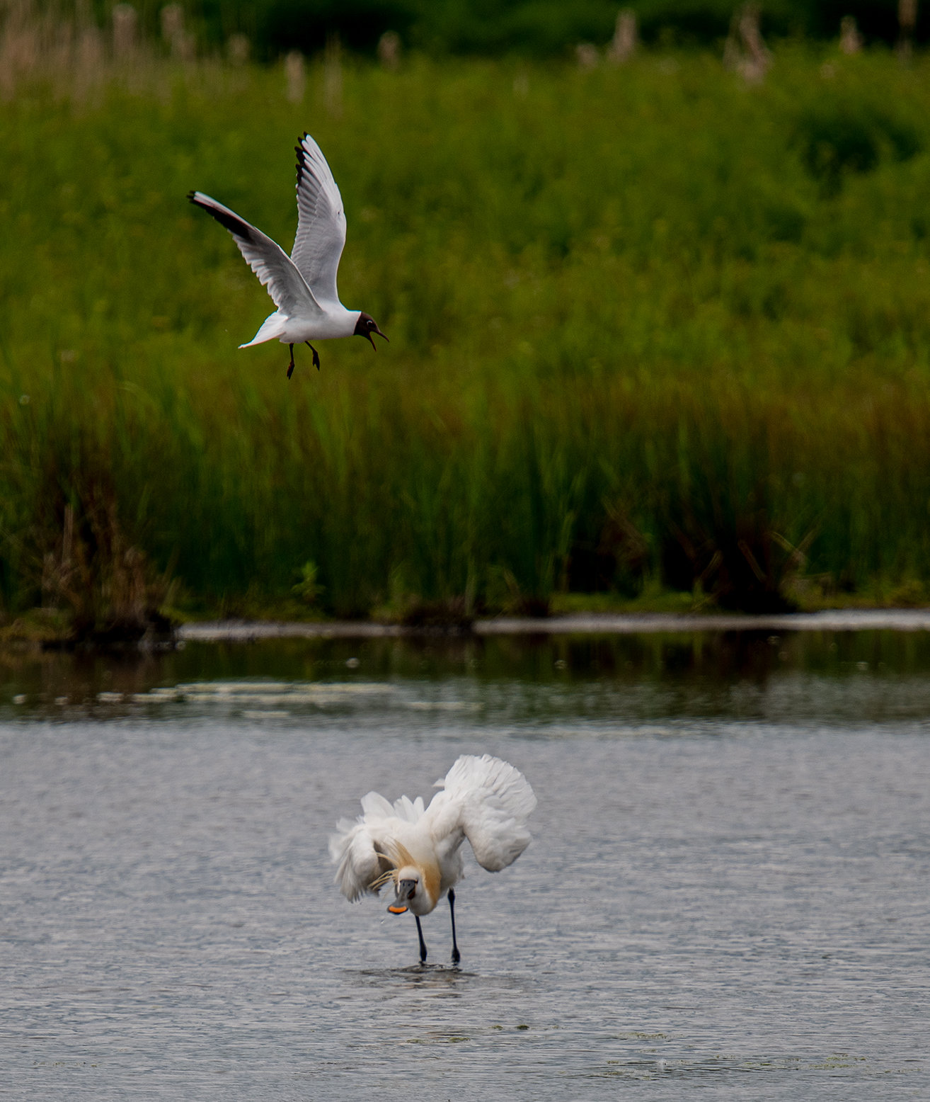 Spoonbill