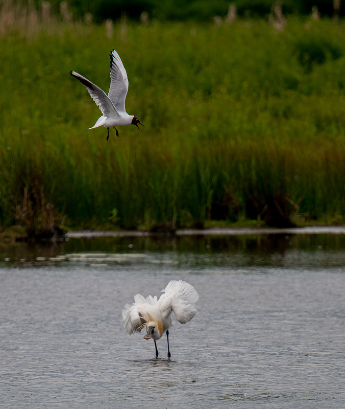 Spoonbill