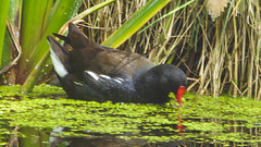 The Pond Moorhens