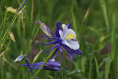 Colorado Blue Columbine