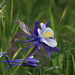 Colorado Blue Columbine