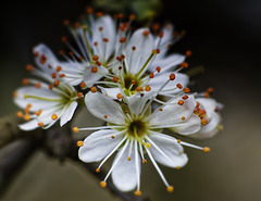 Aubépine en fleurs.