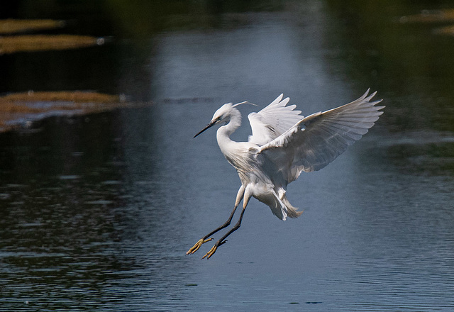 Little egret