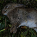 Chasse en Beauce , ce lapin est venu mourir dans notre jardin .