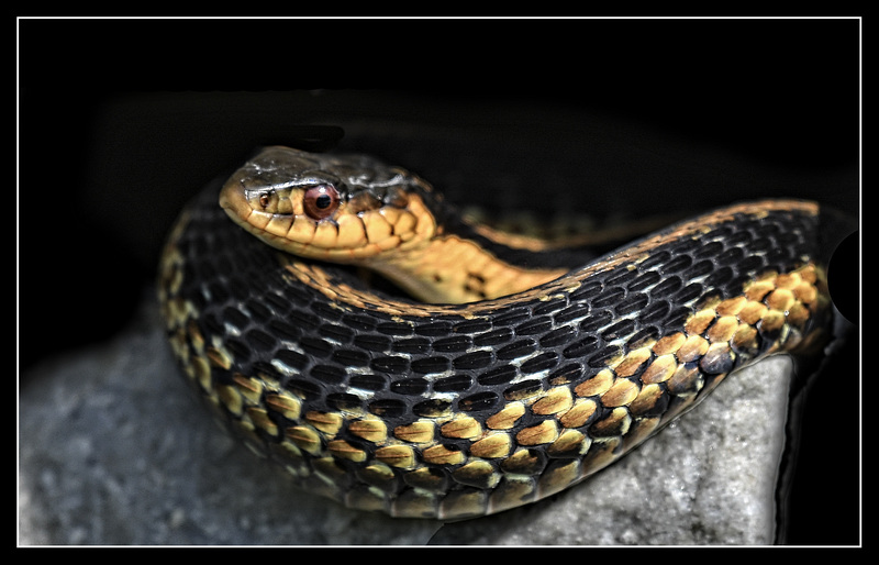 Wild Eastern Garter.