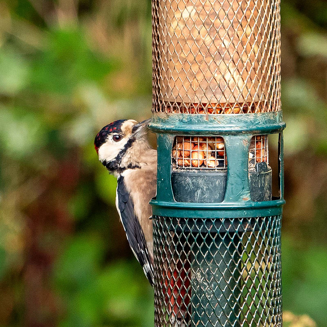 great spotted woodpecker