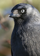 Jackdaw