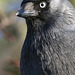 Jackdaw