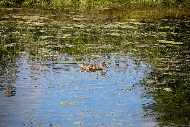 20150910 8708VRTw [D~PB] Ente, Steinhorster Becken, Delbrück