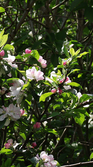 More apple blossom