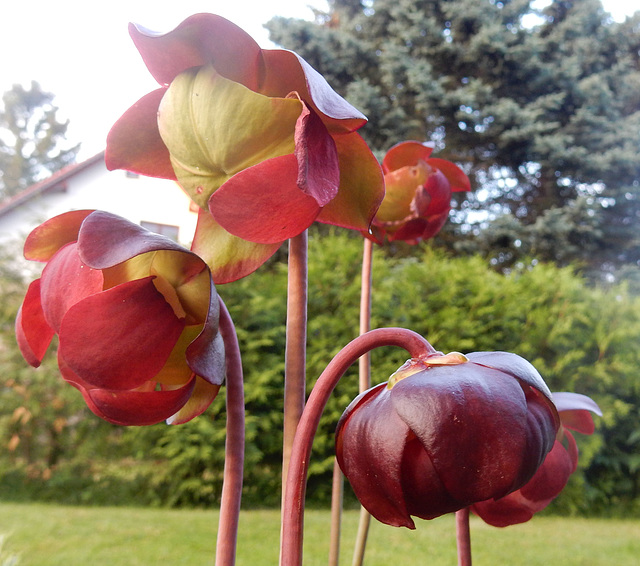 131  Sarracenia purpurea - Rote Schlauchpflanze