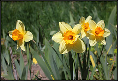 Narcisses hybrides  (5)