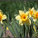 Narcisses hybrides  (5)