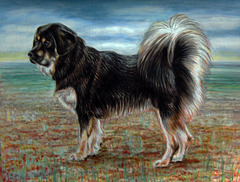 Tibetan  Mastif