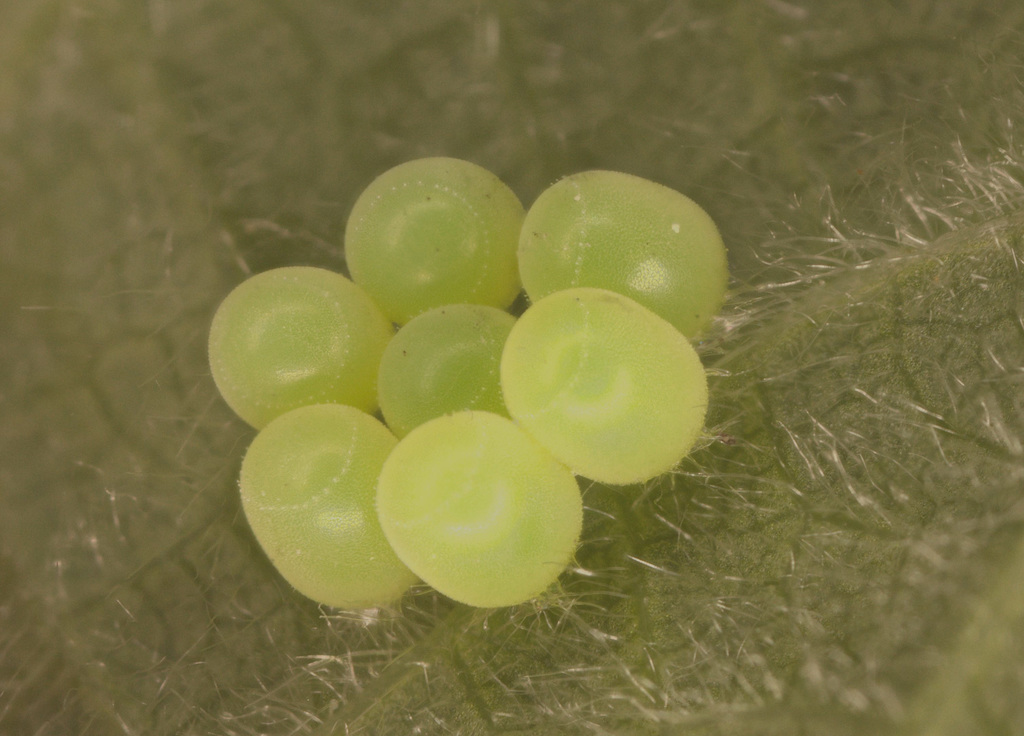 EggsIMG 9854