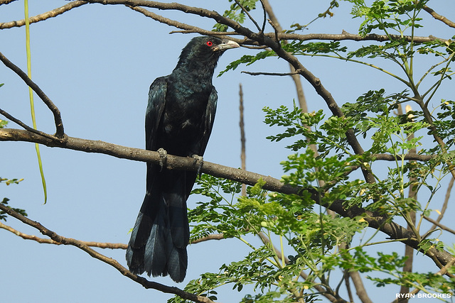 20200320-4172 Asian koel